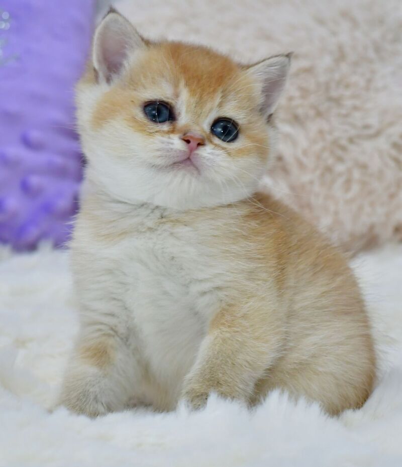 Elli British Shorthair female, black golden chinchilla