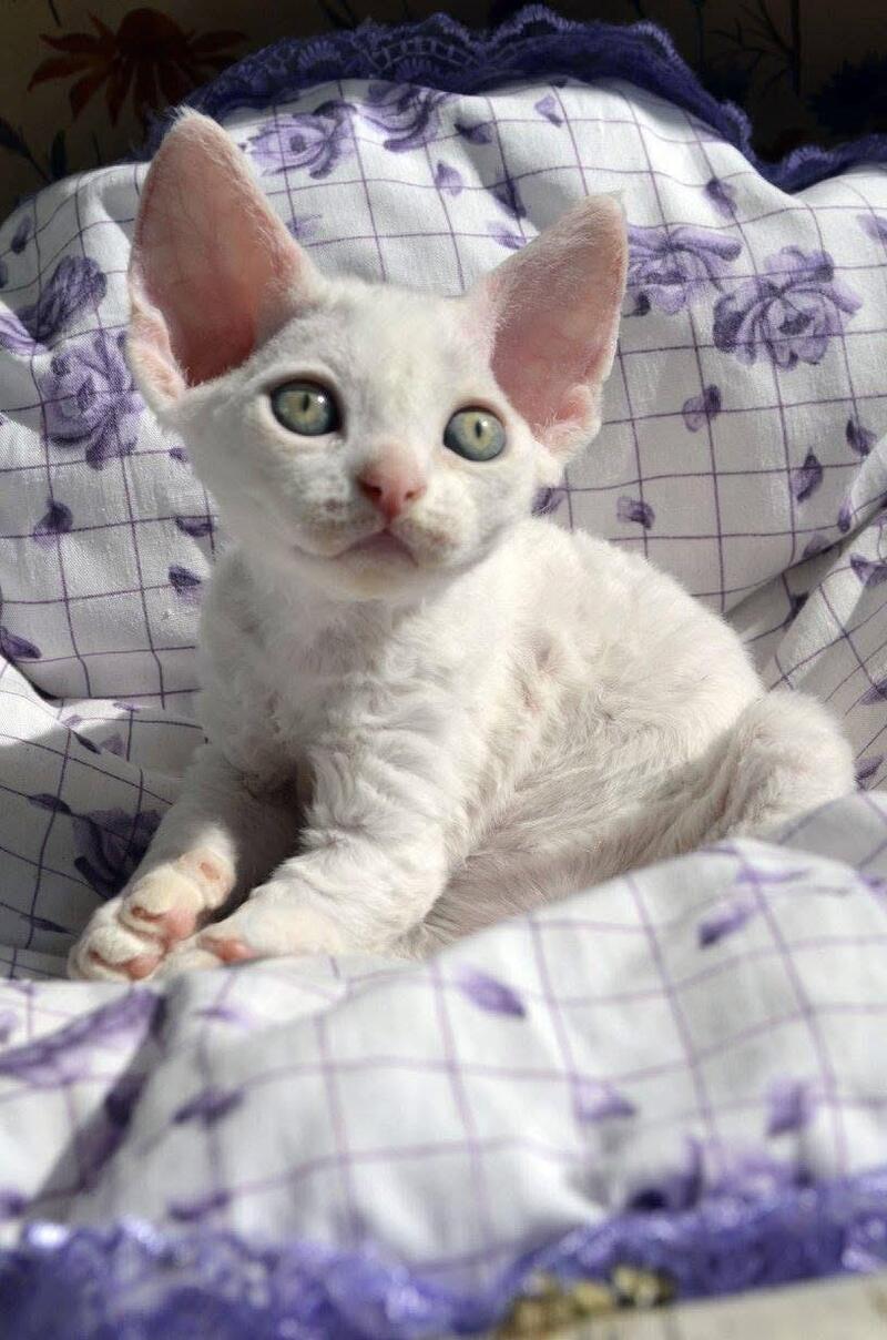 Charlie Devon Rex female, white