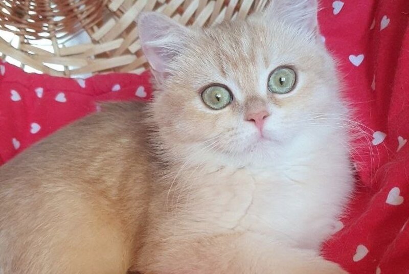 Xena British Shorthair female, lilac golden chinchilla