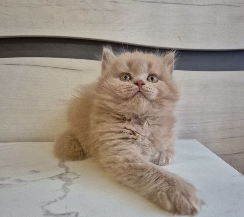 Teo British Longhair male, fawn