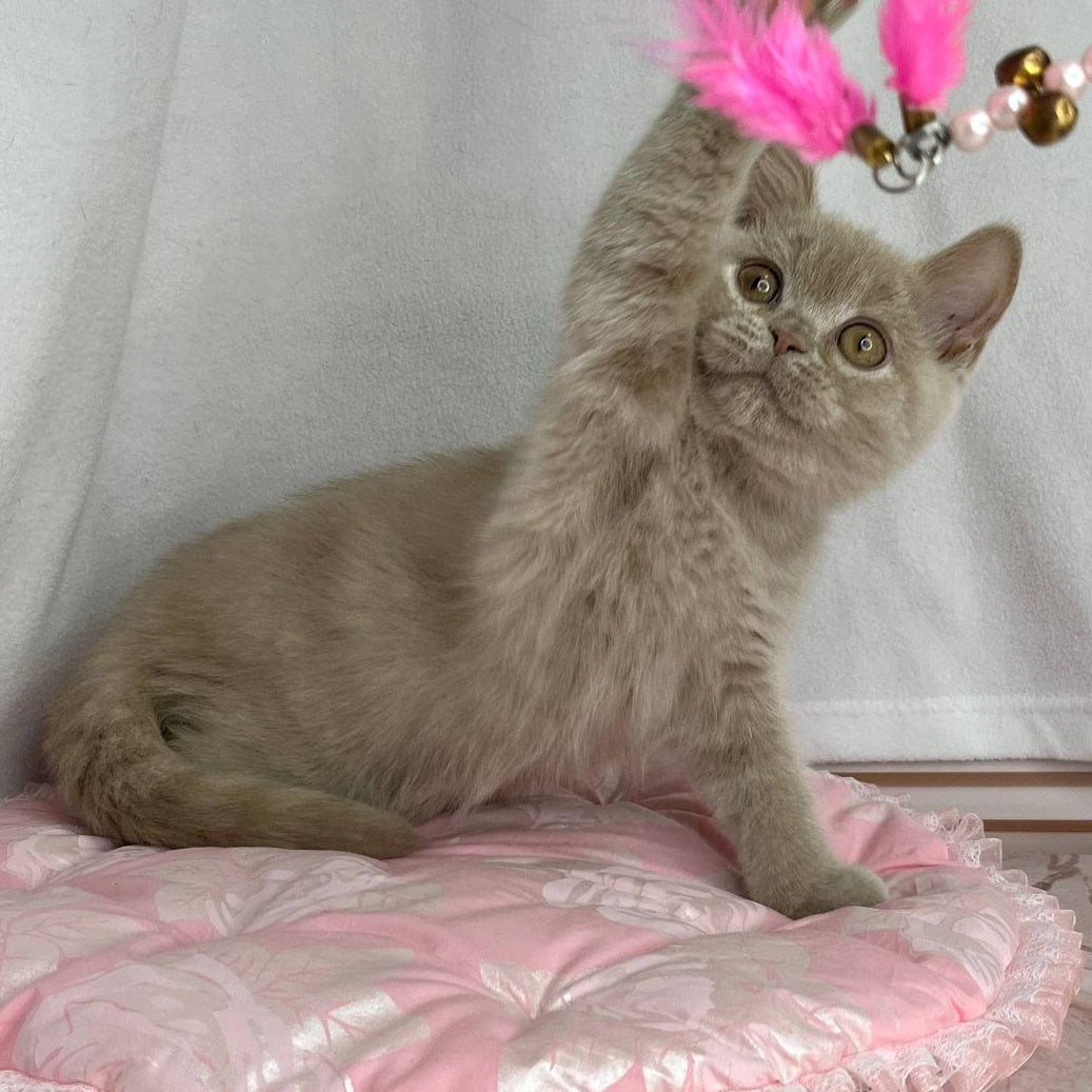 Winston British Shorthair male, lilac