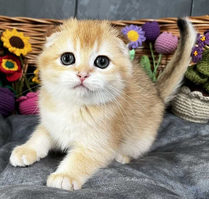Kerry Scottish Fold female black golden chinchilla - live animals