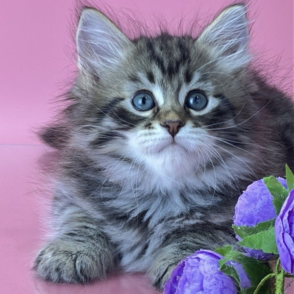 Yaros Siberian male, black tabby
