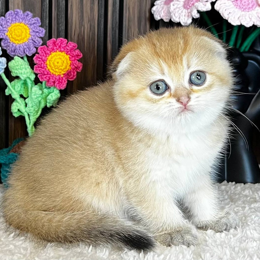 Mirabel Scottish Fold female, black golden chinchilla