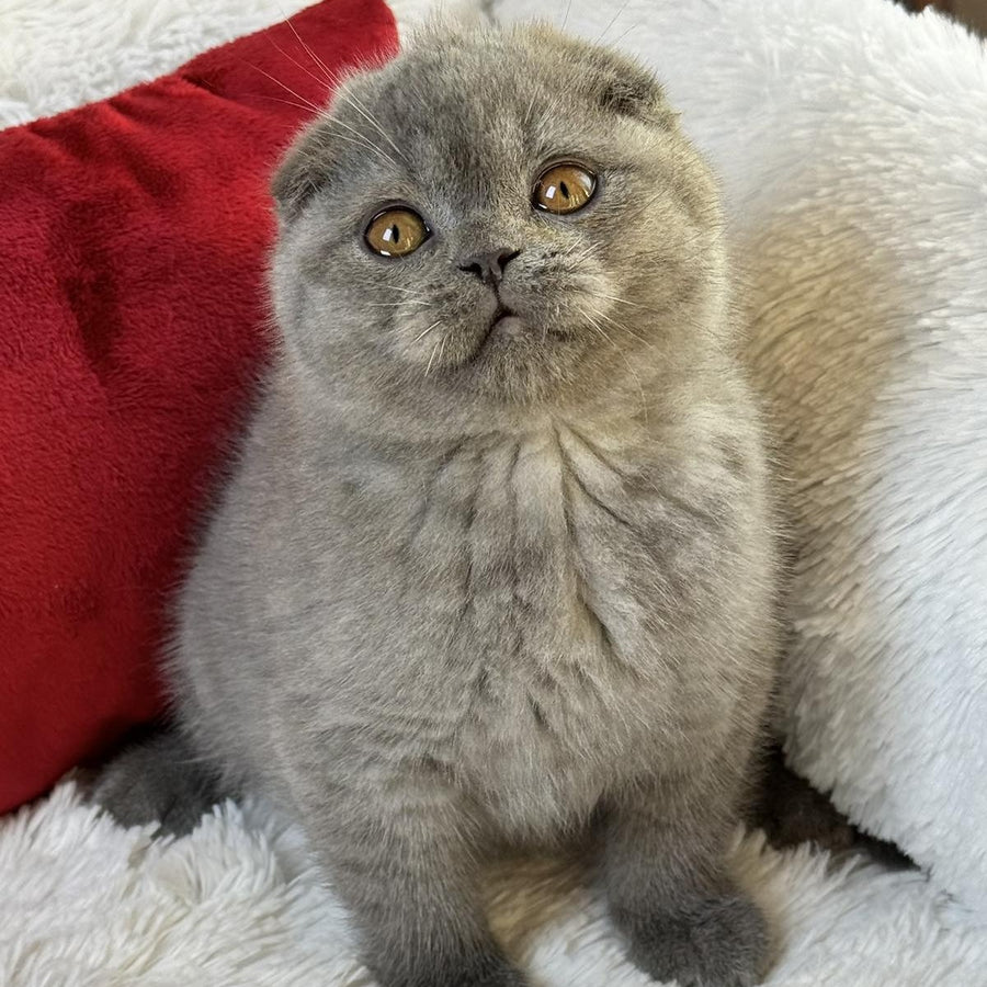 Xion Scottish Fold male, blue