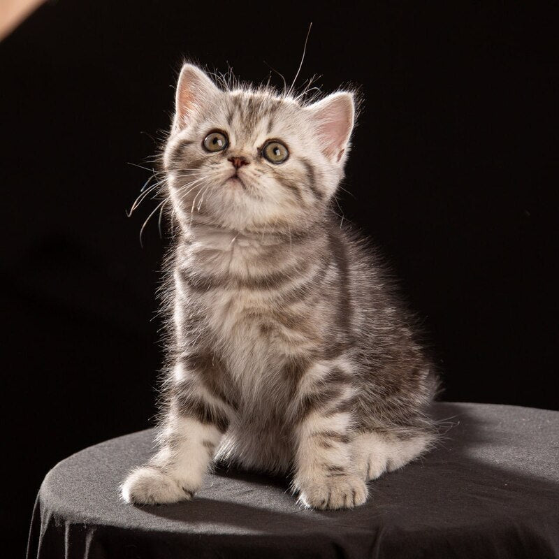 Nicole Scottish Straight female black silver tabby - live animals