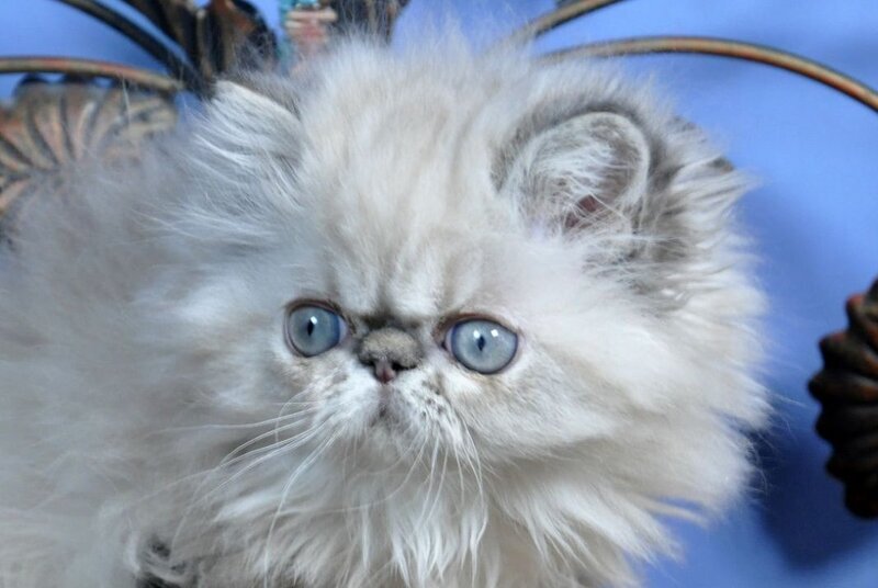 Adam Persian male, seal lynx pointed