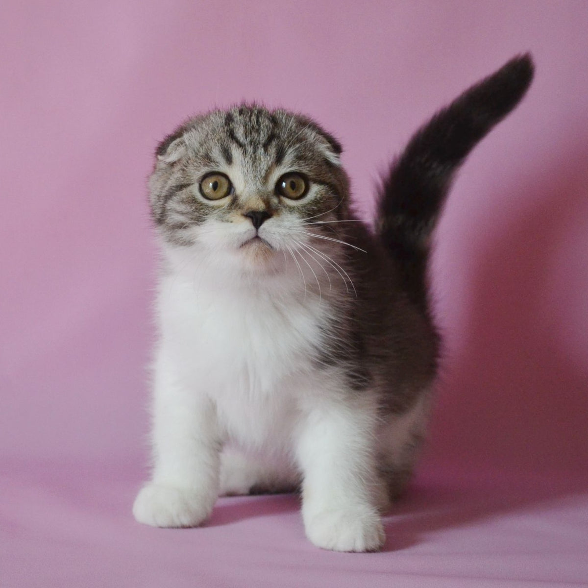 Simon Scottish Fold male, black silver tabby bicolour
