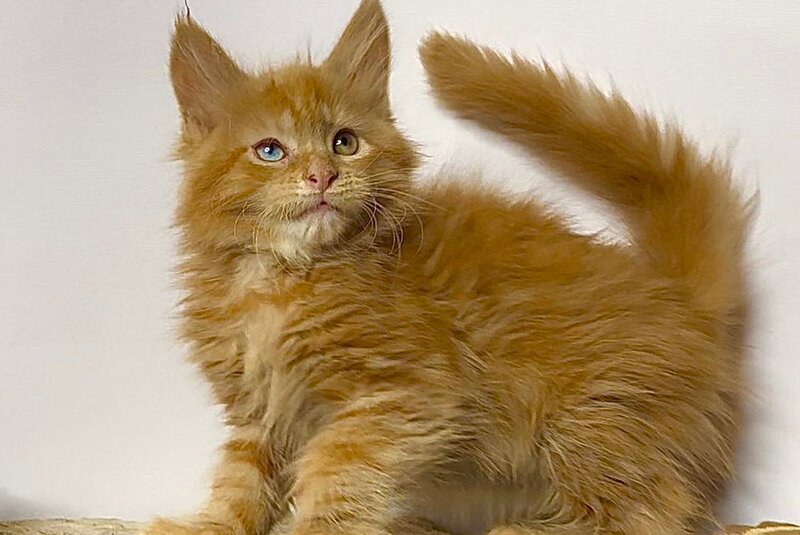 Krash Maine Coon polydactyl male, red tabby with white