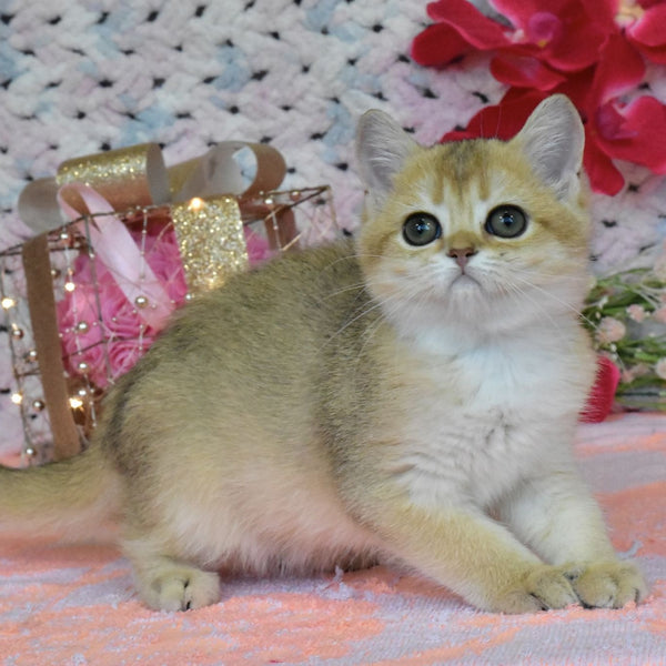 Holly British Shorthair female, black golden shaded