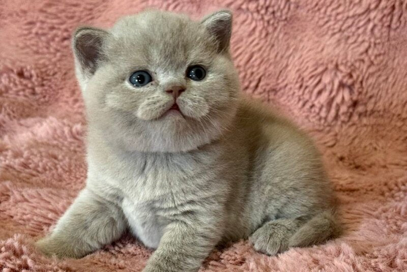 Boston British Shorthair male lilac - live animals