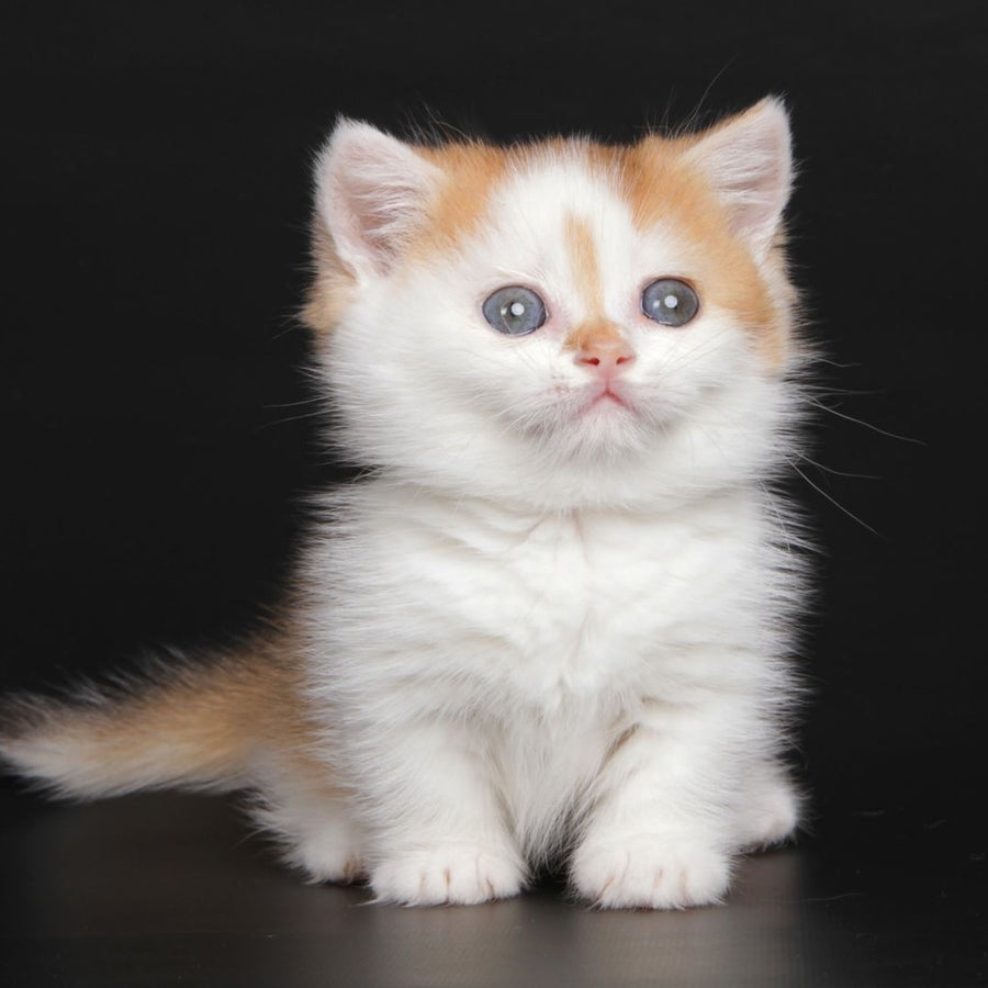 Velcro Munchkin male, black golden shaded bicolour