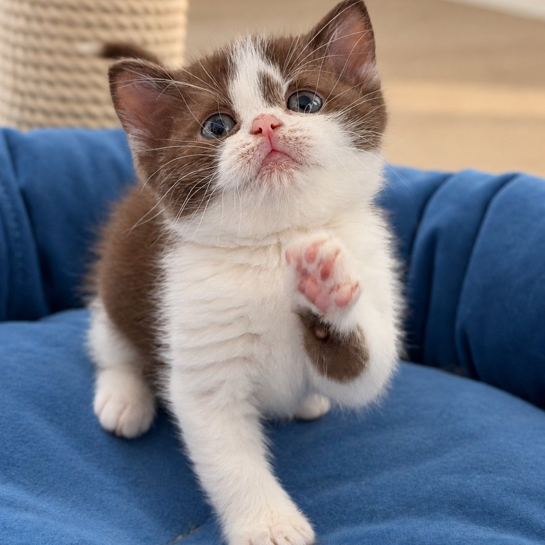 Semi British Shorthair male, chocolate bicolour