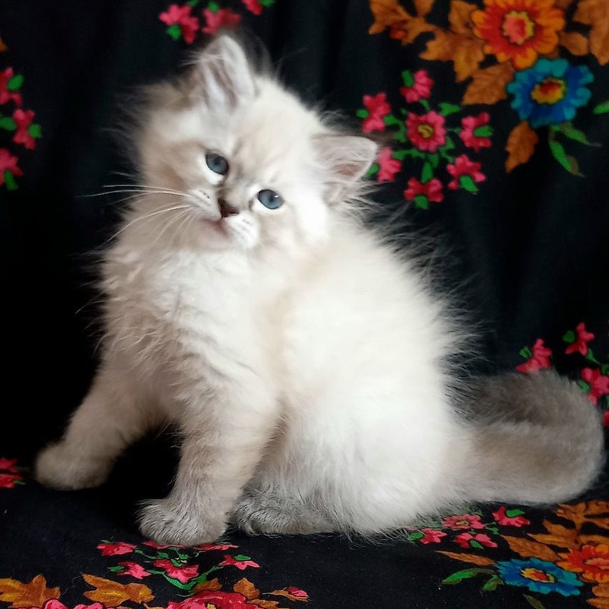 Marcus Siberian male, black tabby pointed