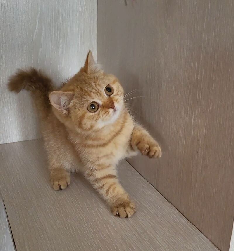Alina British Shorthair female cinnamon - live animals