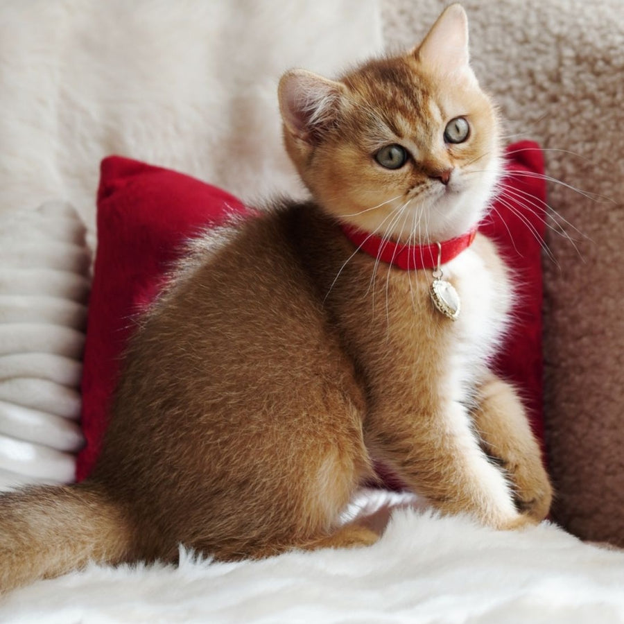 Valentine British Shorthair male, chocolate golden ticked tabby