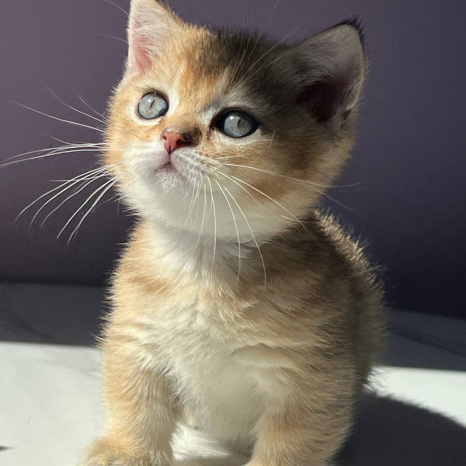 Bill Munchkin male, black golden ticked tabby