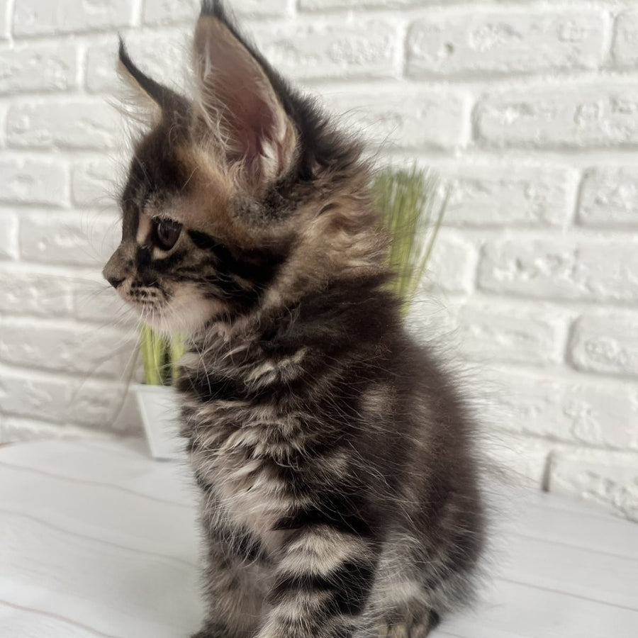 Jade Maine Coon female, black tabby