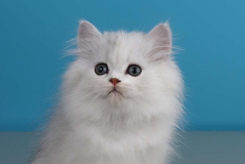 Xeppi British Longhair male, chocolate silver shaded