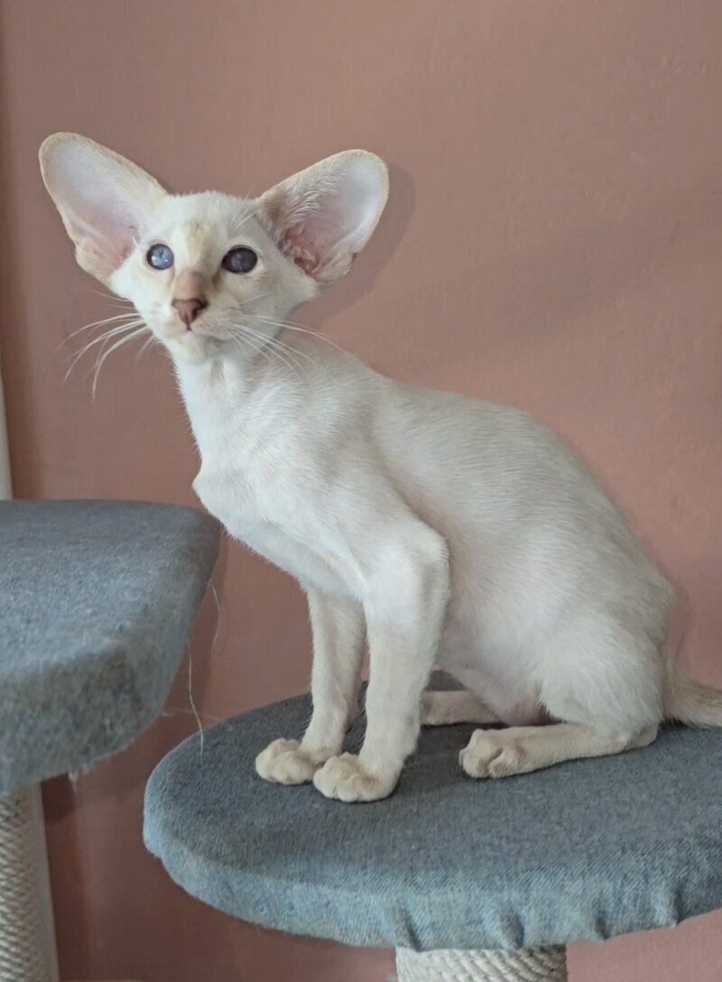 Martin Siamese male lilac - live animals