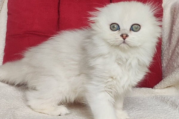 Smile Scottish Fold female black silver shaded - live animals