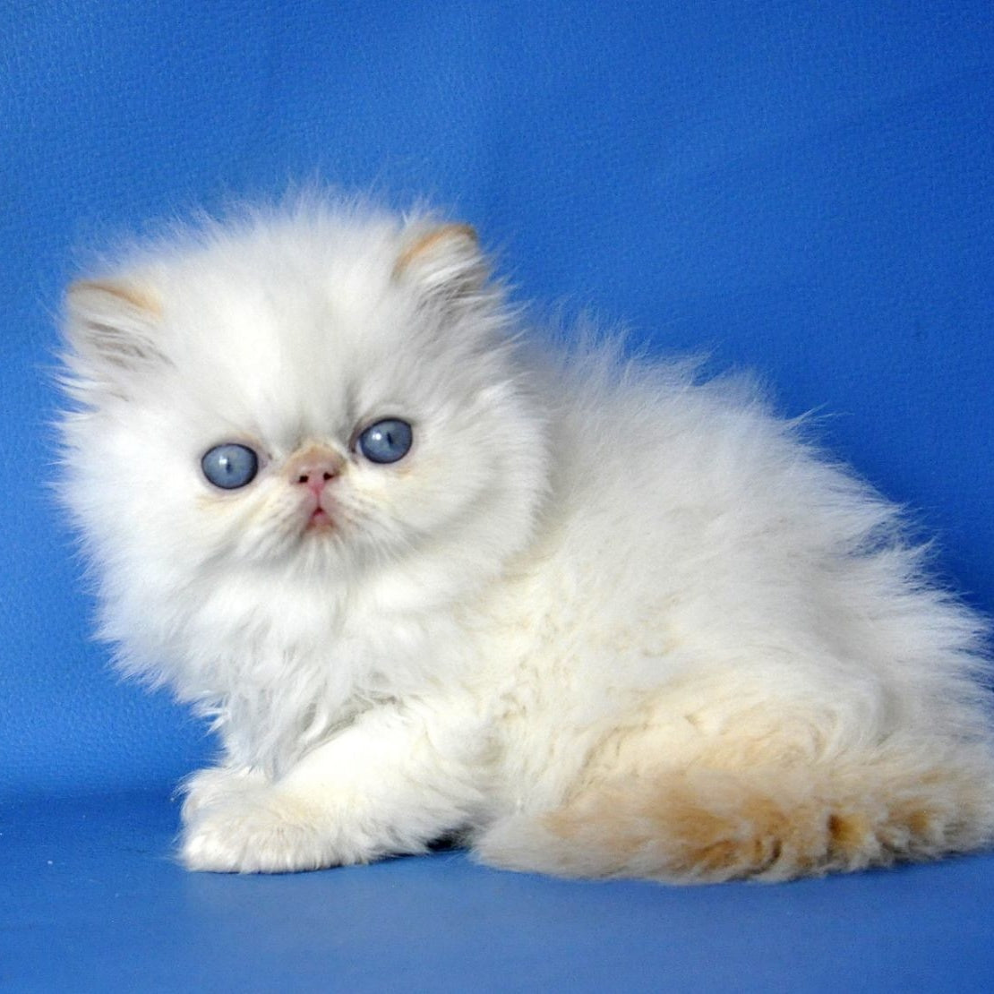 Sultan Persian male, red pointed