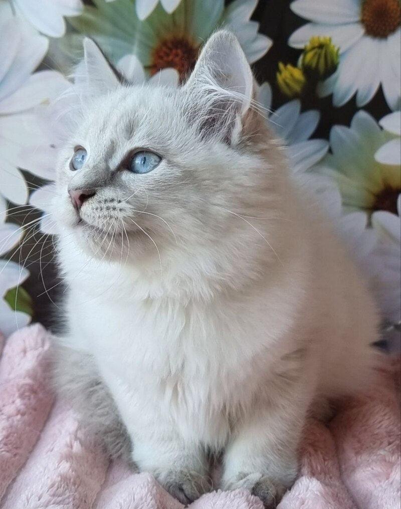 Rainy Siberian female, blue tabby pointed with white