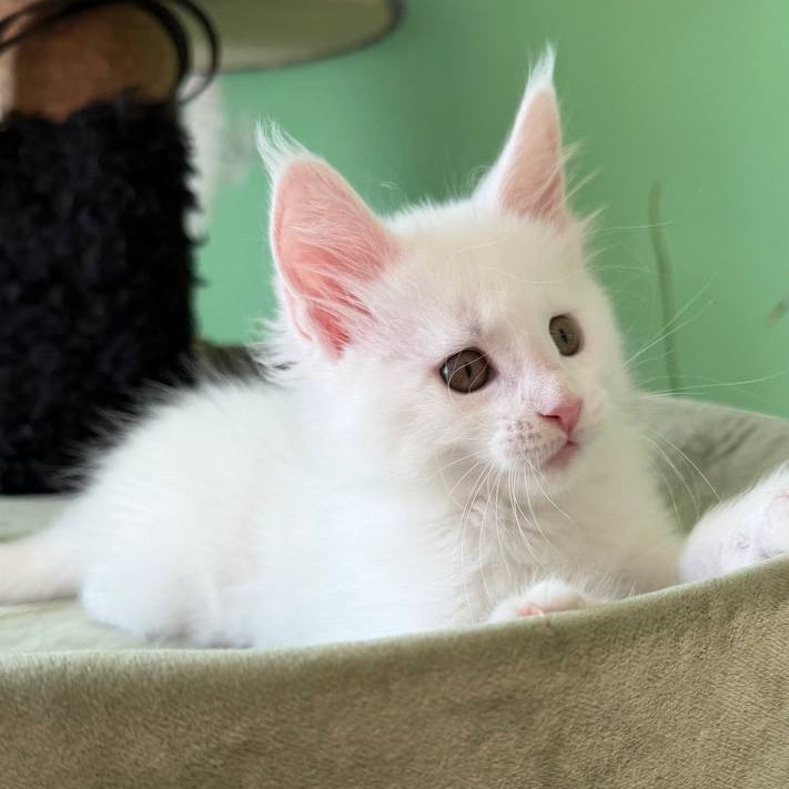 Ariel Maine Coon male, white