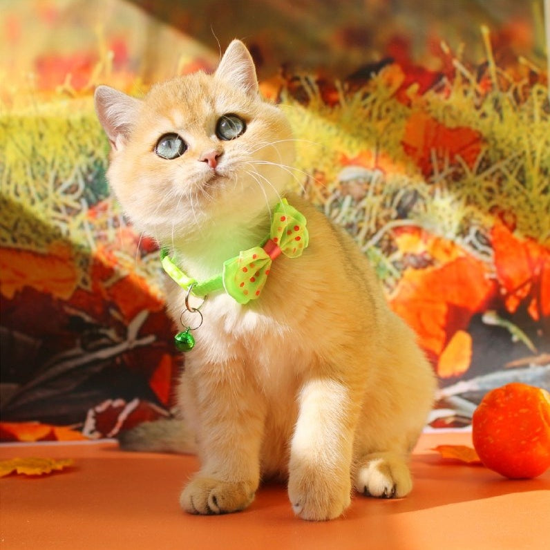 Kitty British Shorthair female, black golden shaded