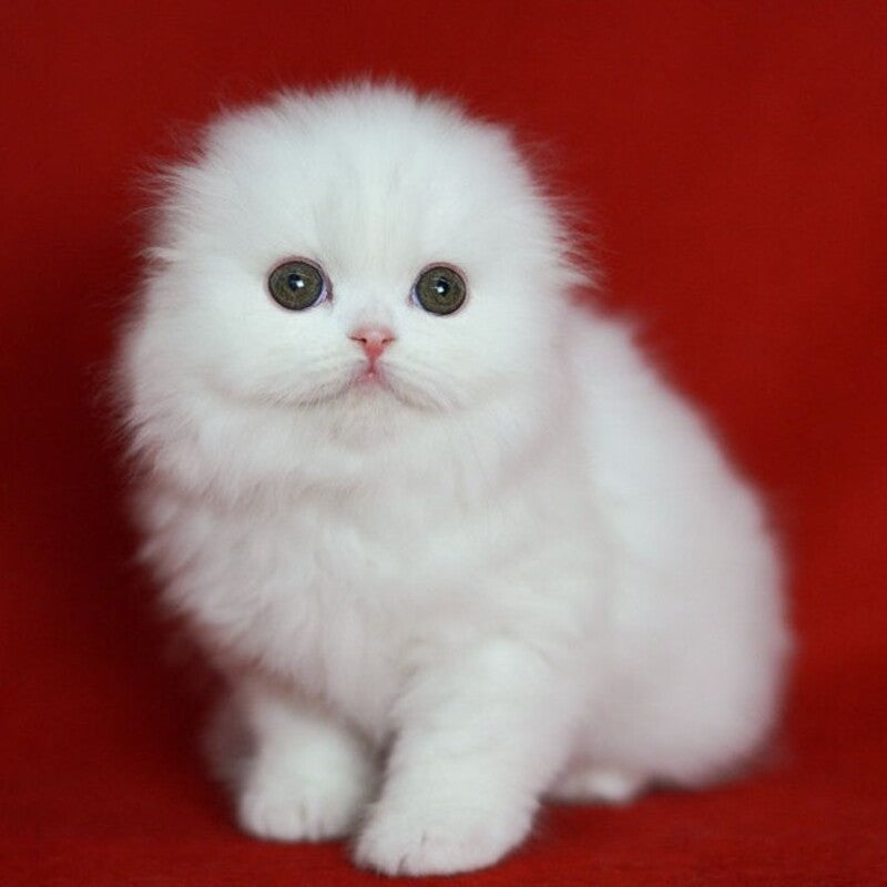 Sweety Scottish Fold female, white