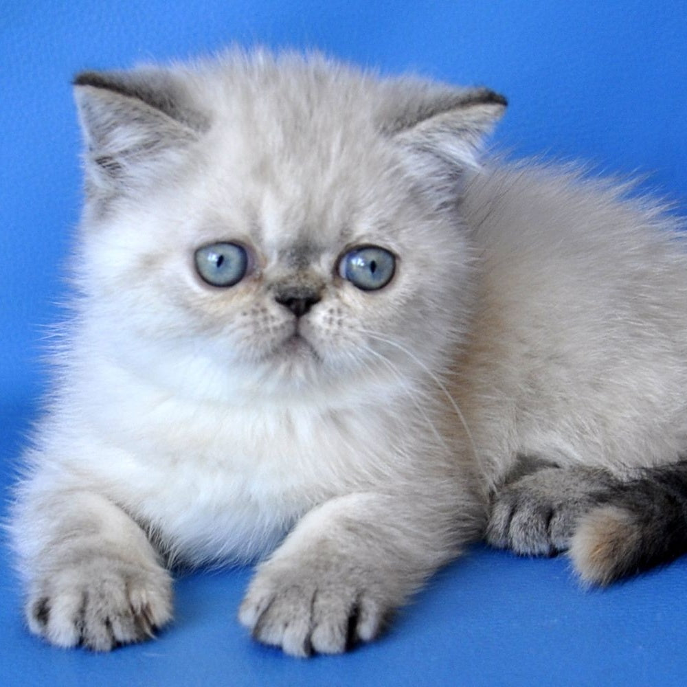Polly Exotic female, blue tortie pointed