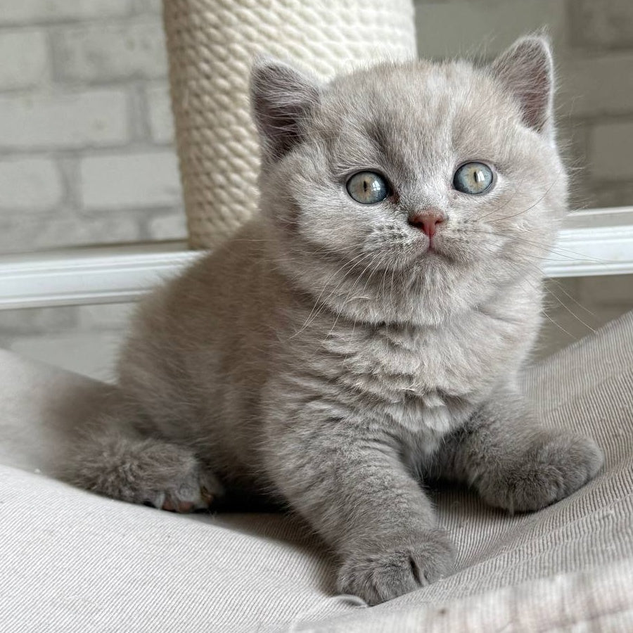 Bastian British Shorthair male, lilac
