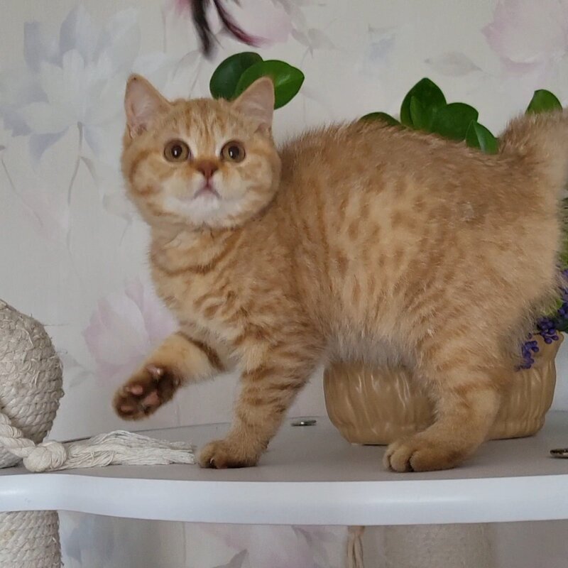 Alina British Shorthair female cinnamon - live animals