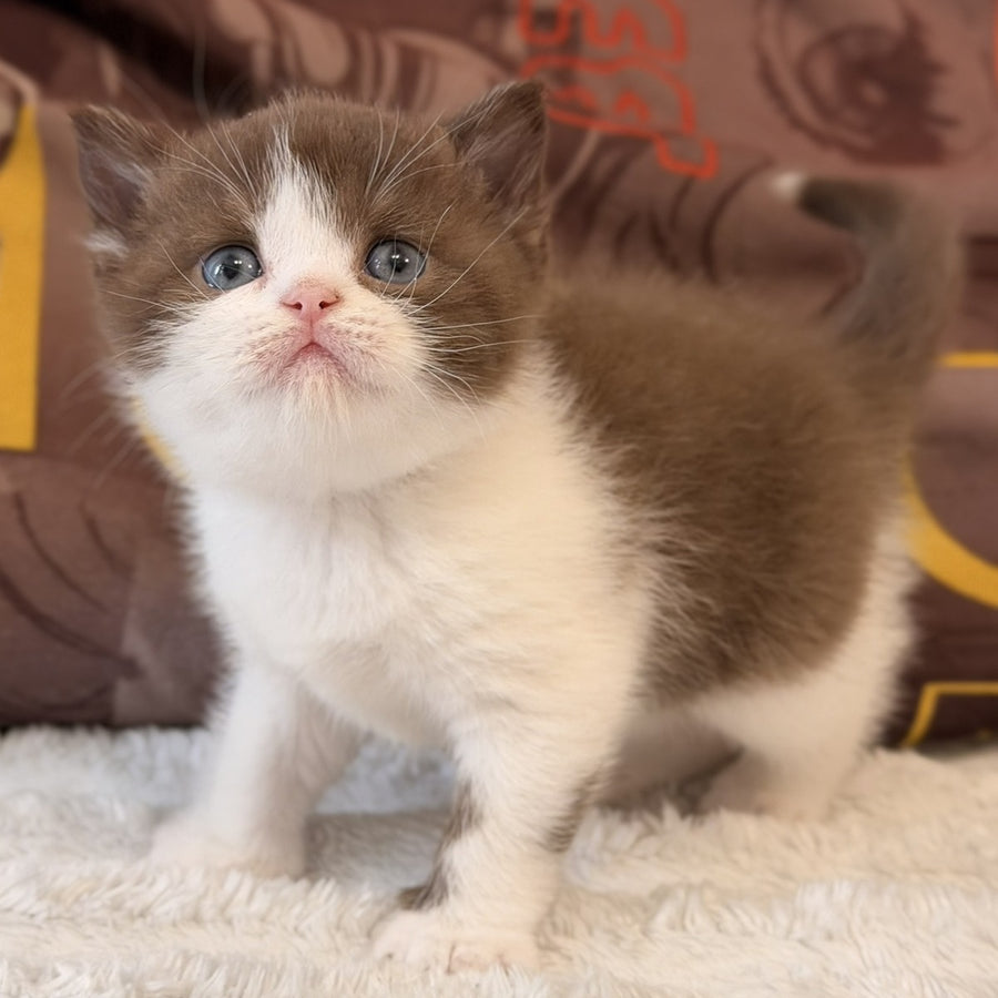 Ace British Shorthair male, chocolate bicolour