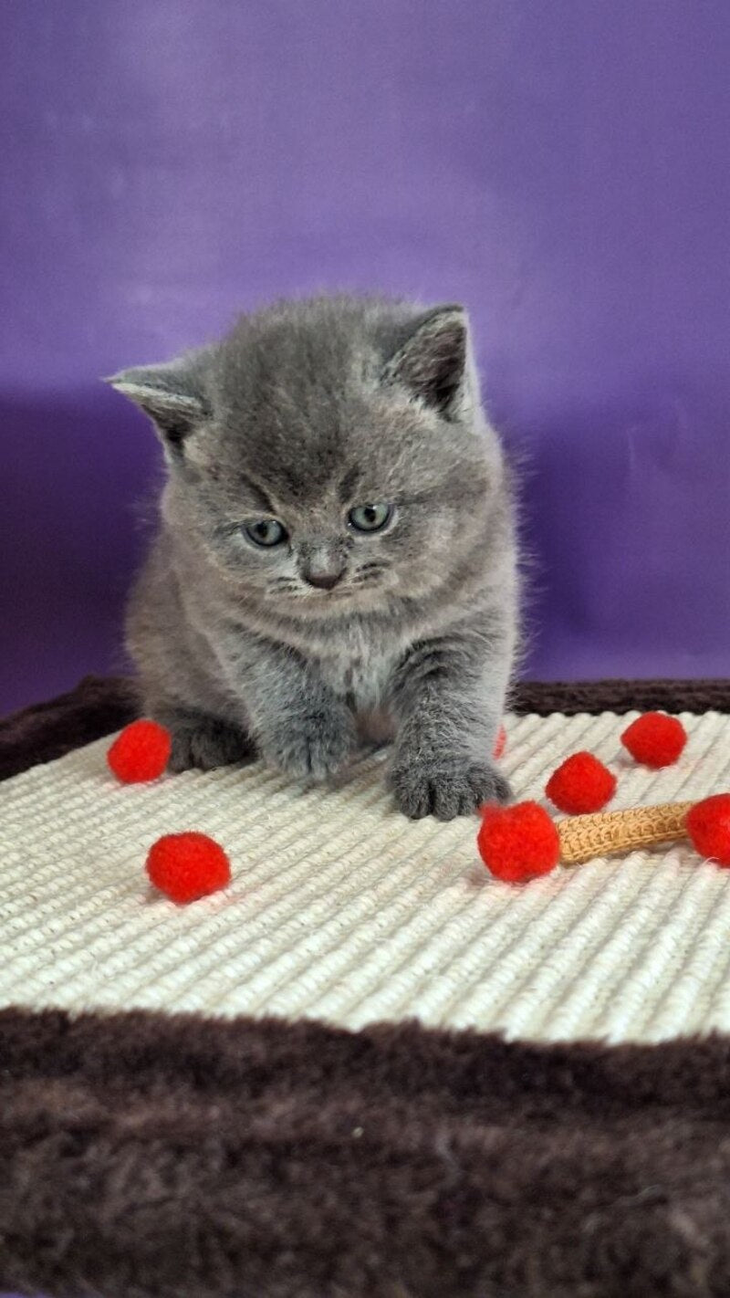 Janeta British Shorthair female blue - live animals