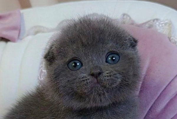 Jelly Scottish Fold female blue - live animals