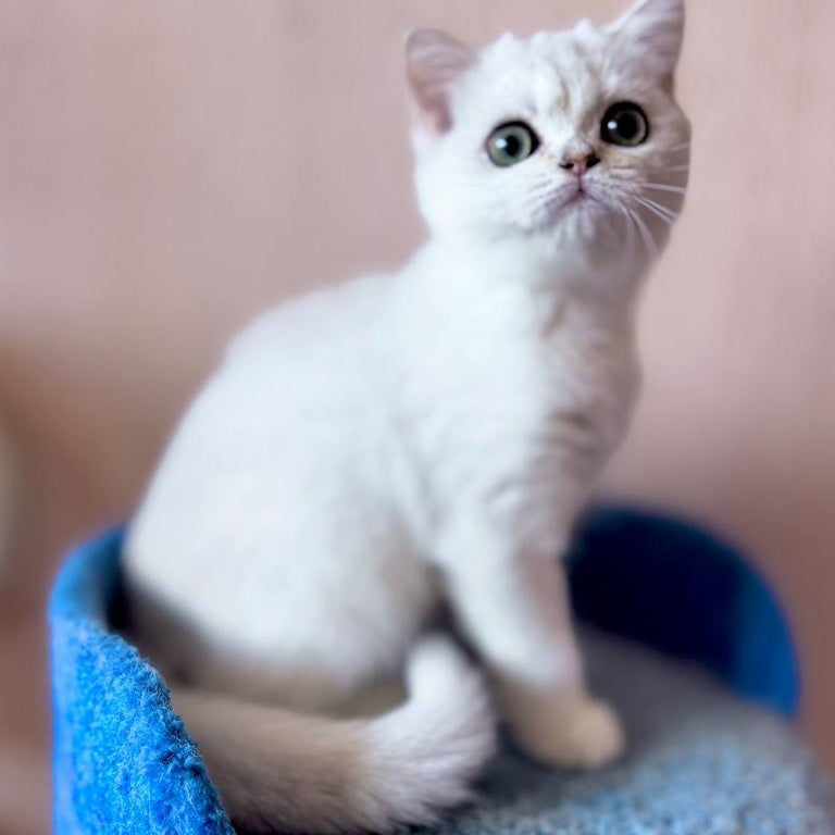 Zefir British Shorthair male, black silver shaded