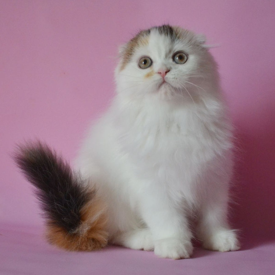Sofa Scottish Fold female, black tortie van