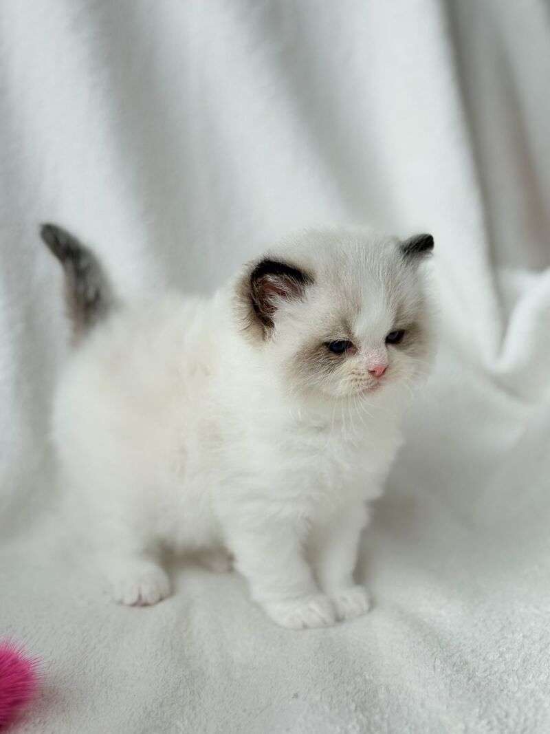 Ramen Ragdoll male black bicolour - live animals