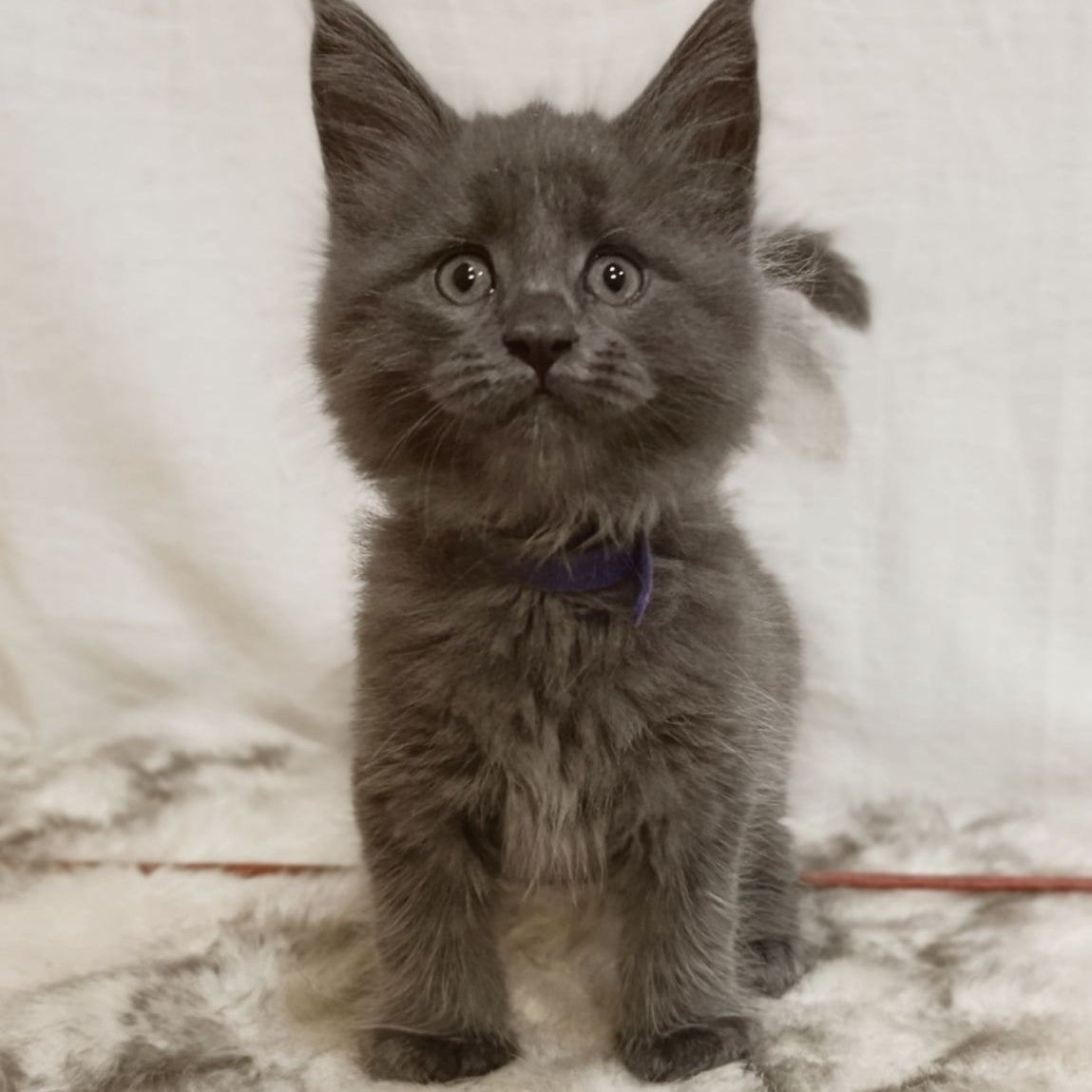 Felix Maine Coon male, blue silver