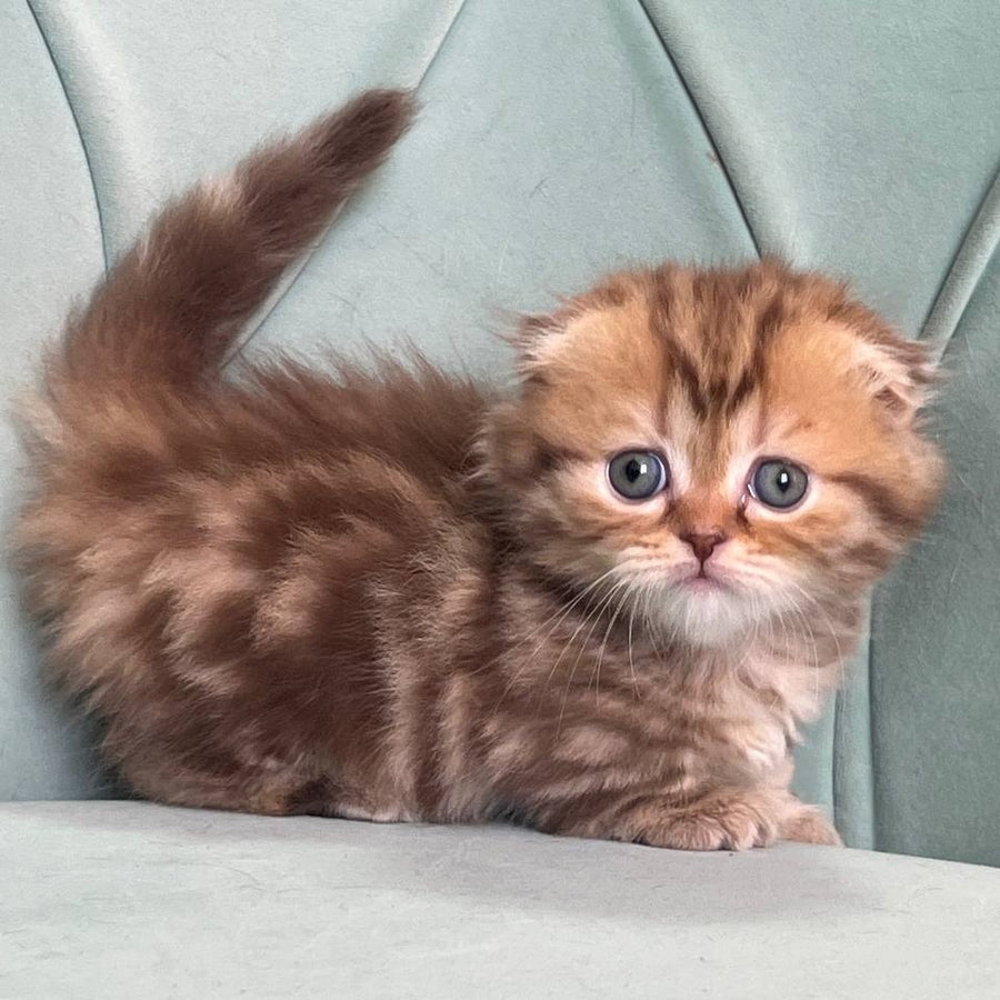 Lika Munchkin female, chocolate tabby