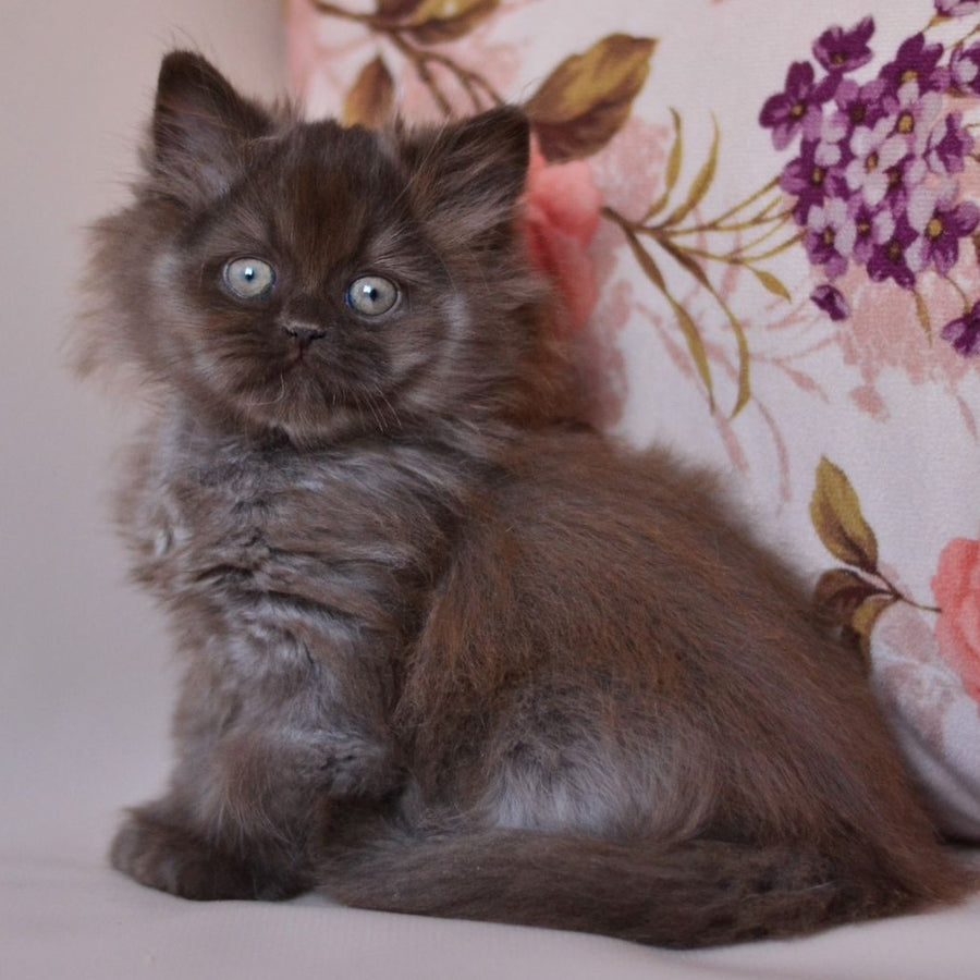 Maybach British Longhair male, chocolate