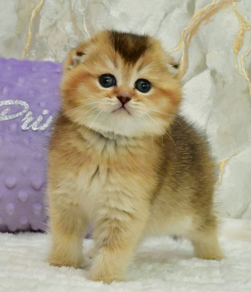 Joseph Scottish Fold male, black golden ticked tabby