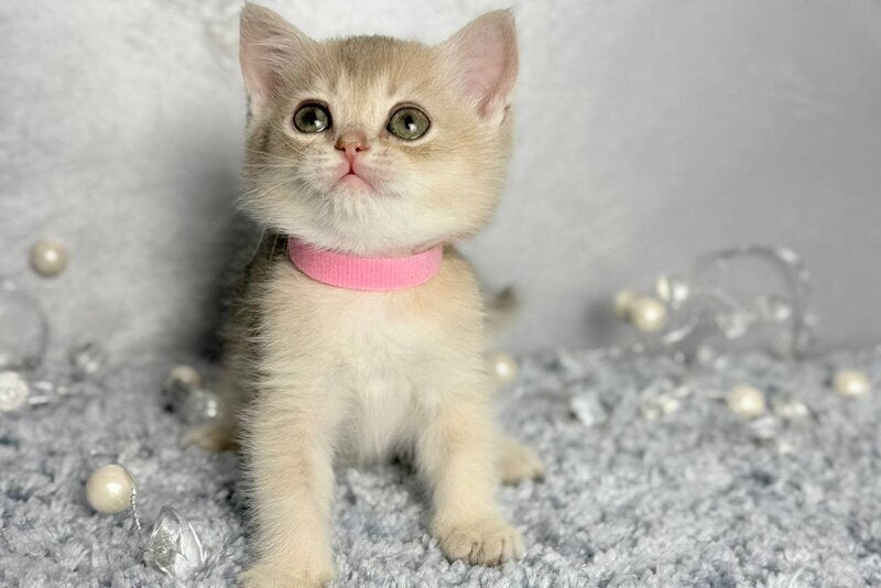 Elmira Scottish Straight female, blue golden shaded
