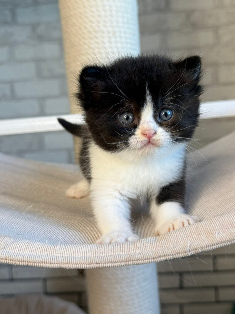 Luntik British Shorthair male, black bicolour