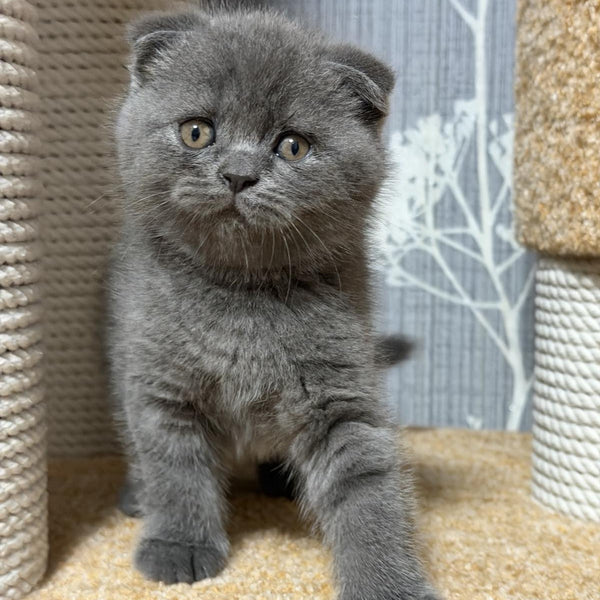 Baloo Scottish Fold male, blue