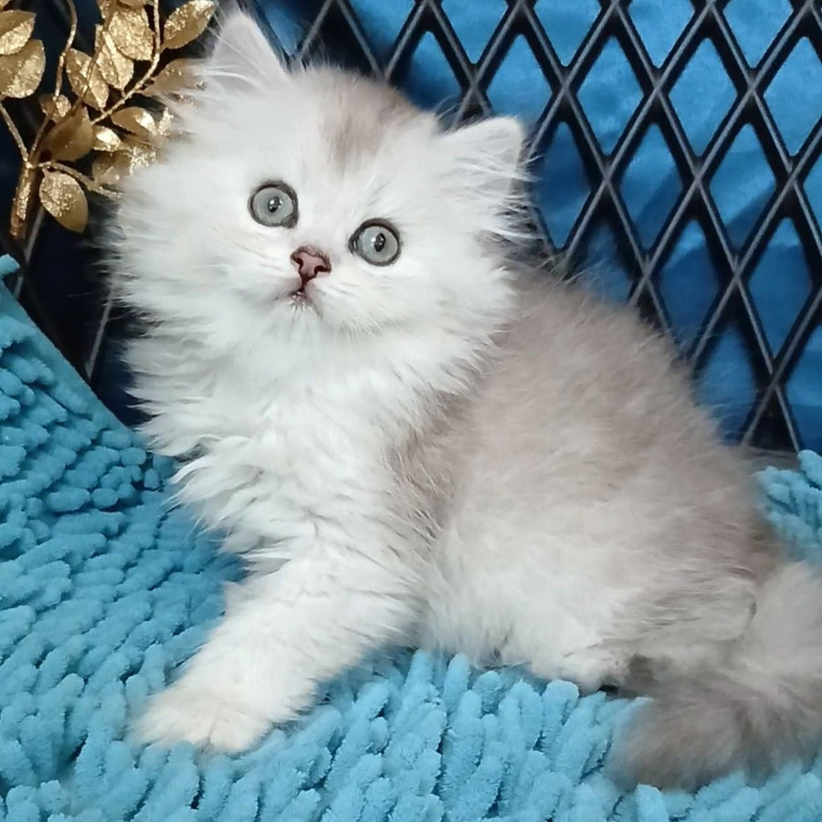 Vinsont Persian male, black silver ticked tabby
