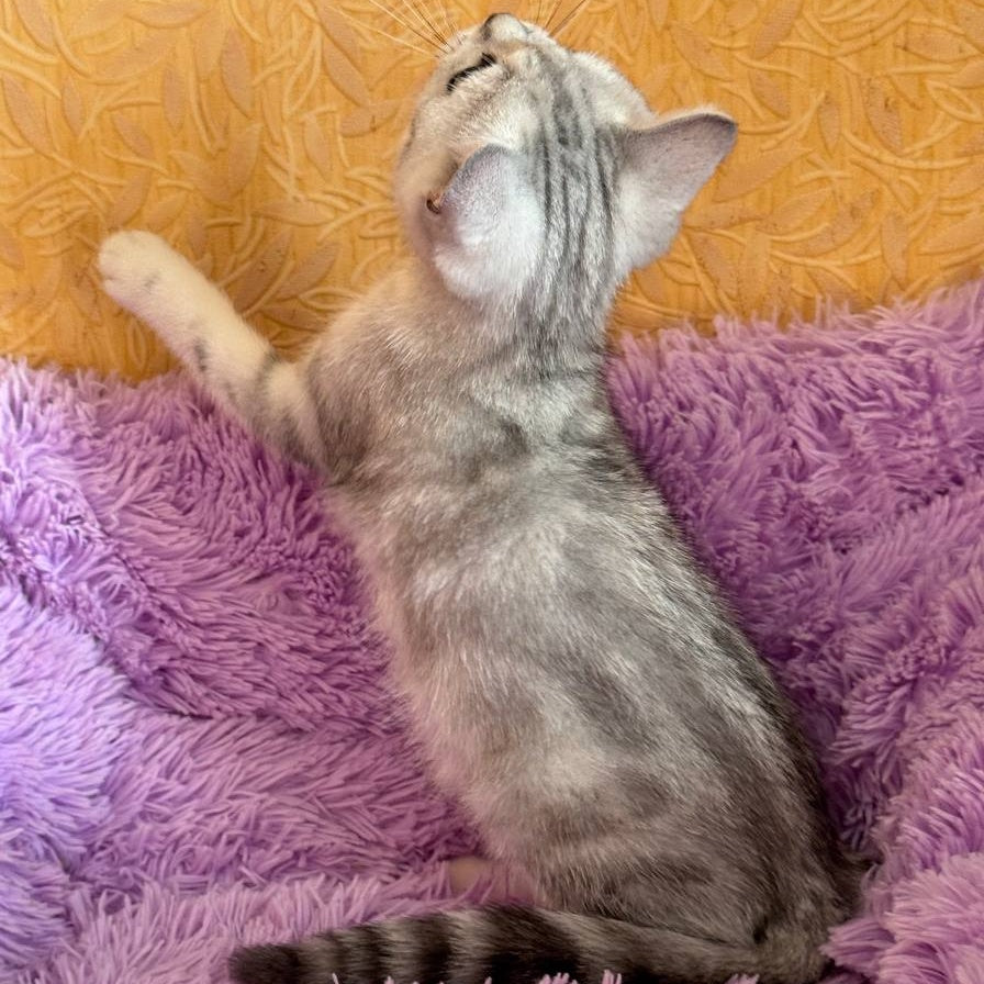Stefani British Shorthair female, black silver tabby