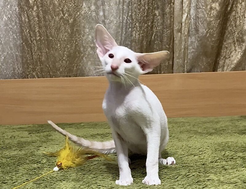 Grand Siamese male, lilac