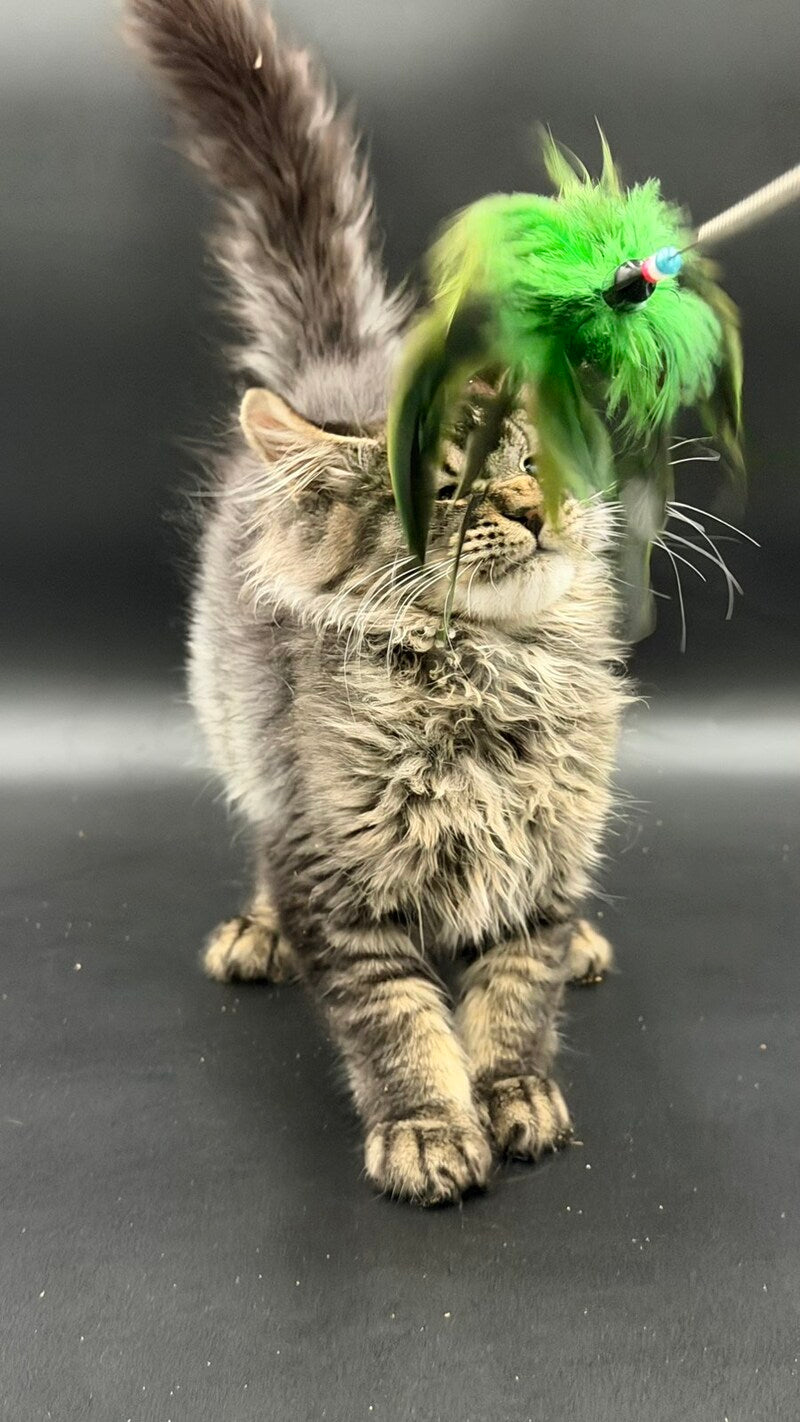 Wella Maine Coon female, black ticked tabby